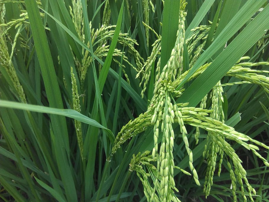 rice, plant, green, green color, growth, leaf, plant part, nature HD wallpaper
