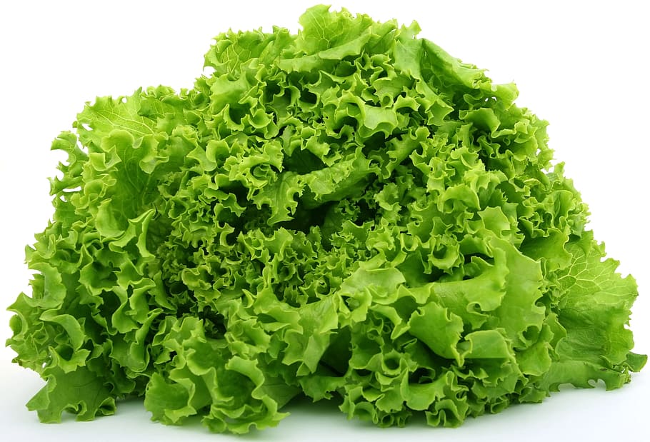 green lettuce, calories, catering, colorful, cookery, cooking, HD wallpaper