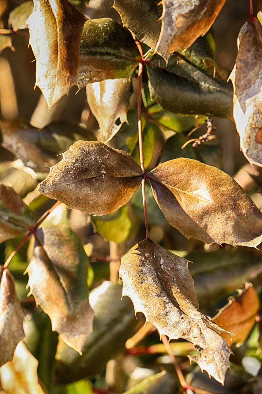 leaf, nature, tree, flora, plant part, growth, no people, close-up HD wallpaper