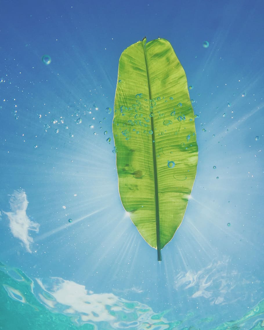 banana leaf with sun rays digital wallpaper, green banana leaf on water HD wallpaper