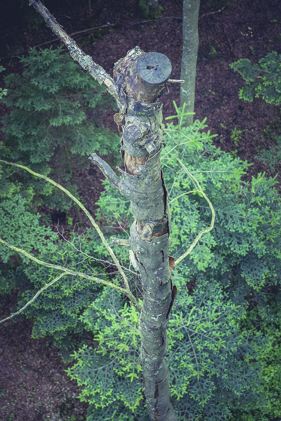 tree, top, great, forest, high, aesthetic, treetop, nature HD wallpaper
