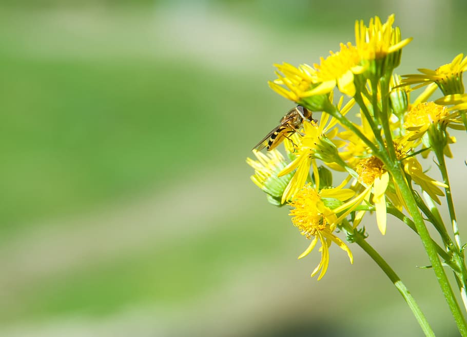 Flower, Bee, Postcard, Spring, Nature, green, plant, green color HD wallpaper