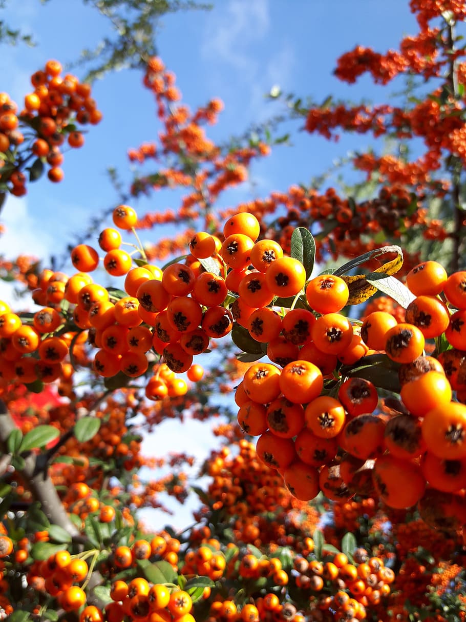 Hawthorn, Tree, red, no people, nature, underwater, close-up HD wallpaper