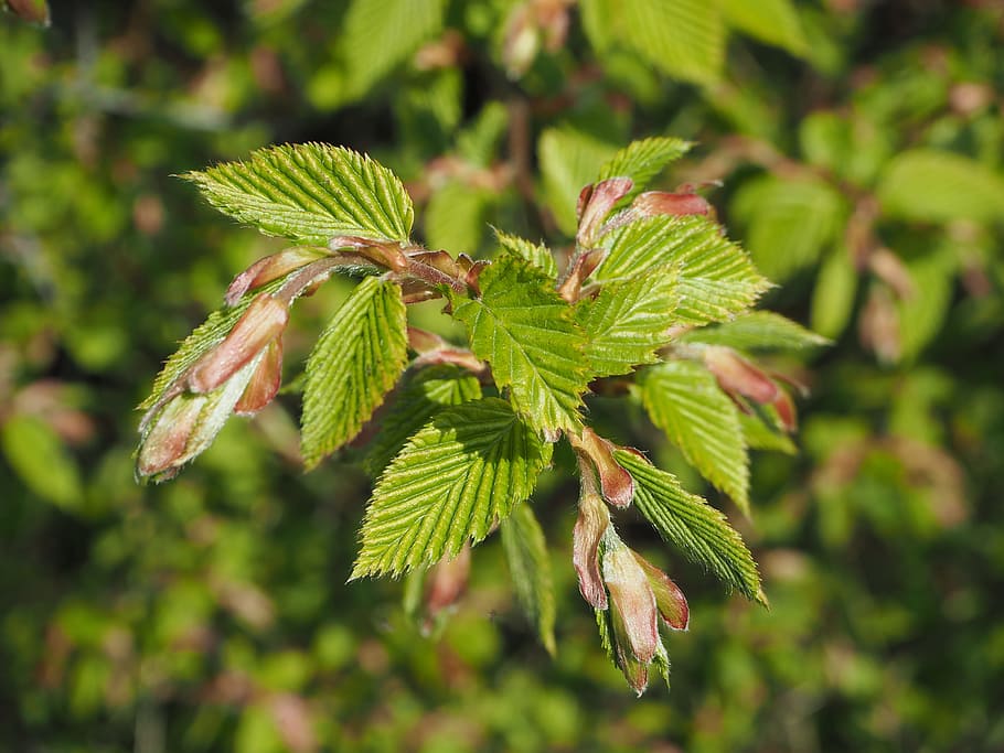 Beech, Spring, Sunny, Leaves, beech leaves, green, fagus sylvatica HD wallpaper