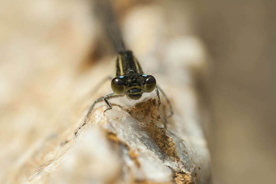 dragonfly, affix, insects, nature, wing, break, compound eyes HD wallpaper