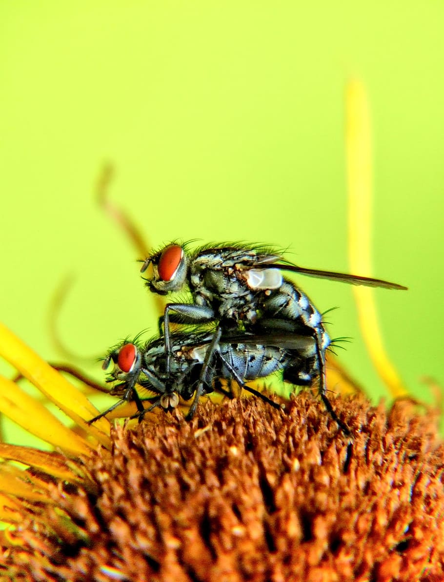 Macro, Flower, Mucha, Nature, Plant, insect, closeup, animal HD wallpaper