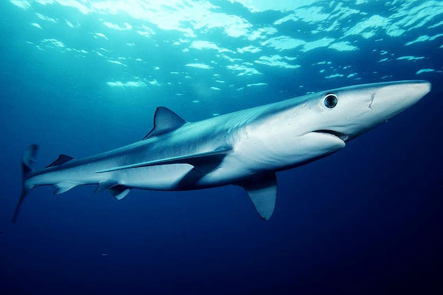 Blue Shark - Prionace glauca, fish, photo, predator, public domain