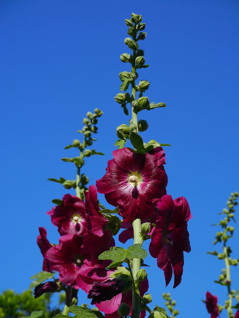 althaea rosea, hana aoi, red, akane, red purple, flowers, bud, HD wallpaper