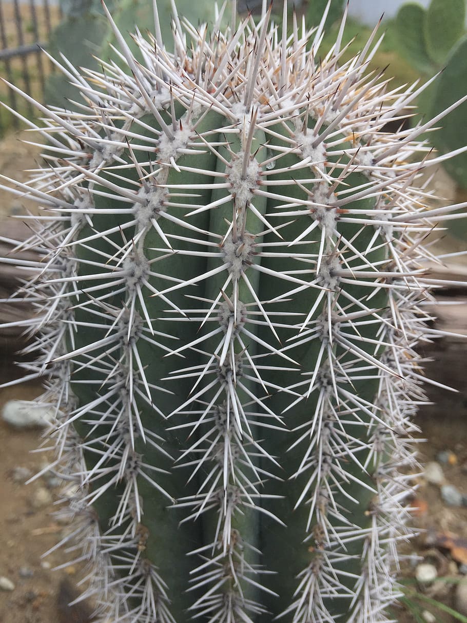 prickly, sharp, succulent, cacti, natural, desert, cactus, nature HD wallpaper