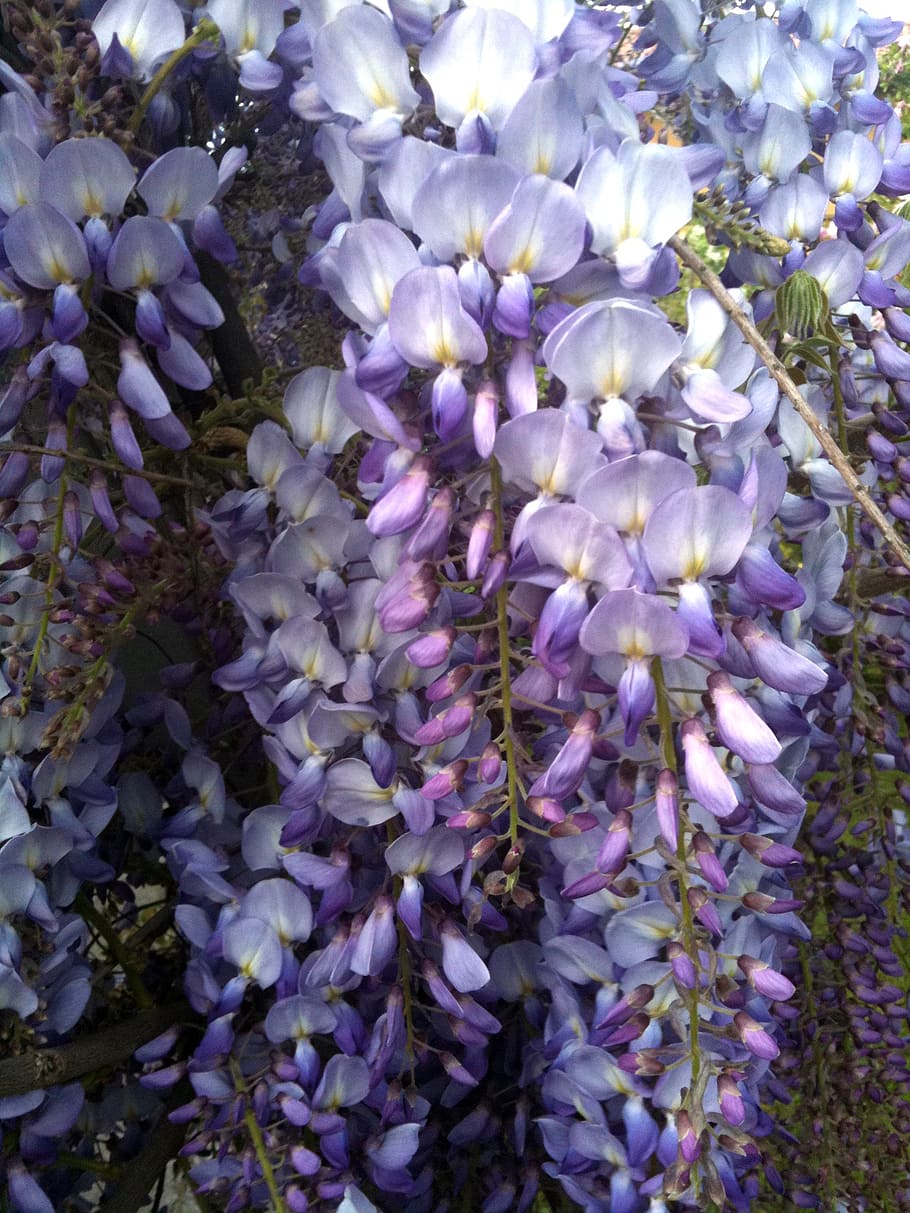 flowers, spring, nature, flowering plant, purple, beauty in nature HD wallpaper