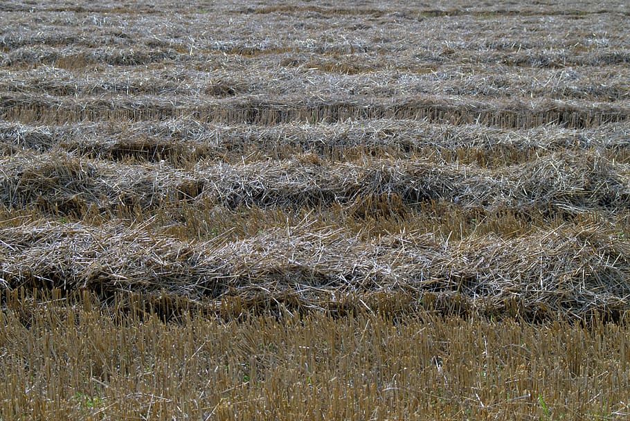 harvest, straw, stubble, corn, field, field crops, agriculture HD wallpaper