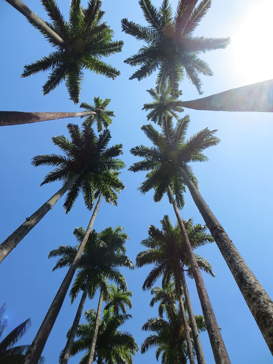 green palm trees, sky, tropical, summer, island, paradise, nature HD wallpaper
