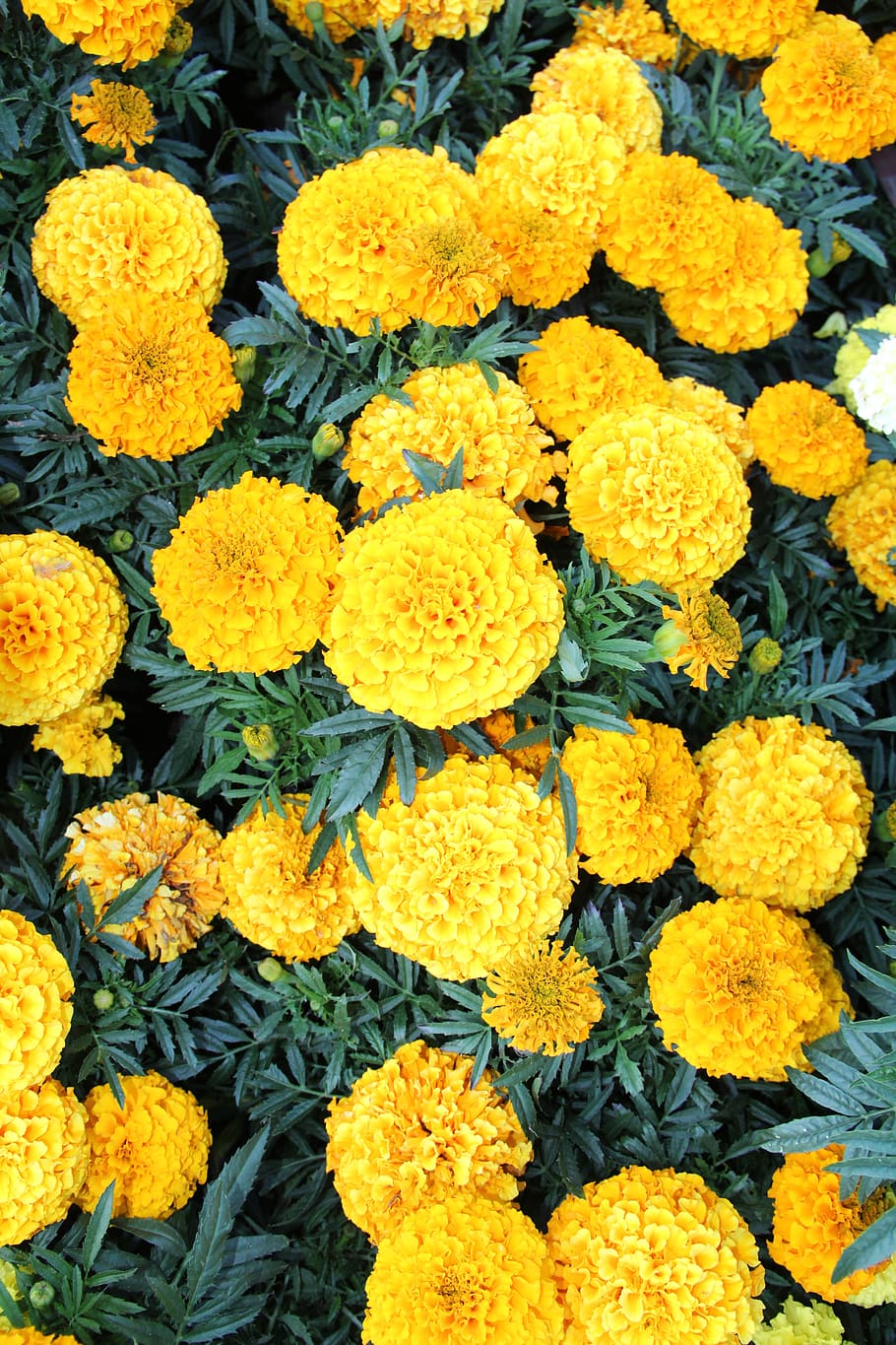 HD wallpaper: marigold, plant, flowers, bloom, gardening, flower garden,  summer | Wallpaper Flare