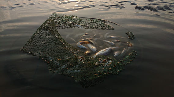 fishy...., fish on fish net, catch, fishing, water, fishman, animal HD wallpaper