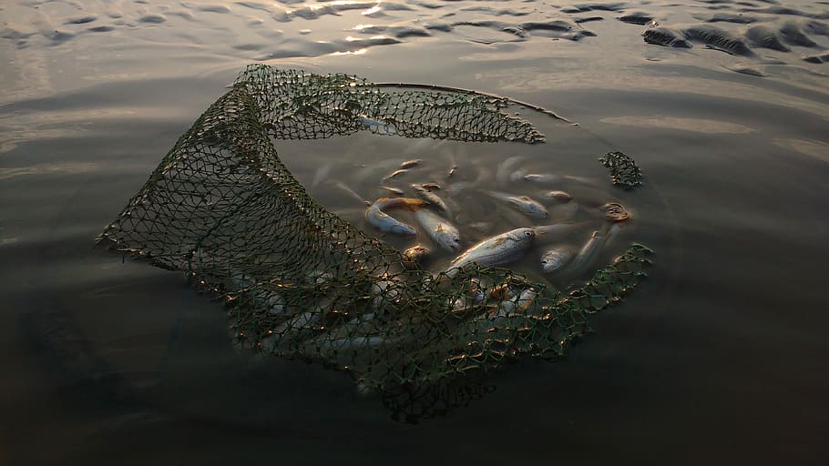fishy...., fish on fish net, catch, fishing, water, fishman, animal HD wallpaper