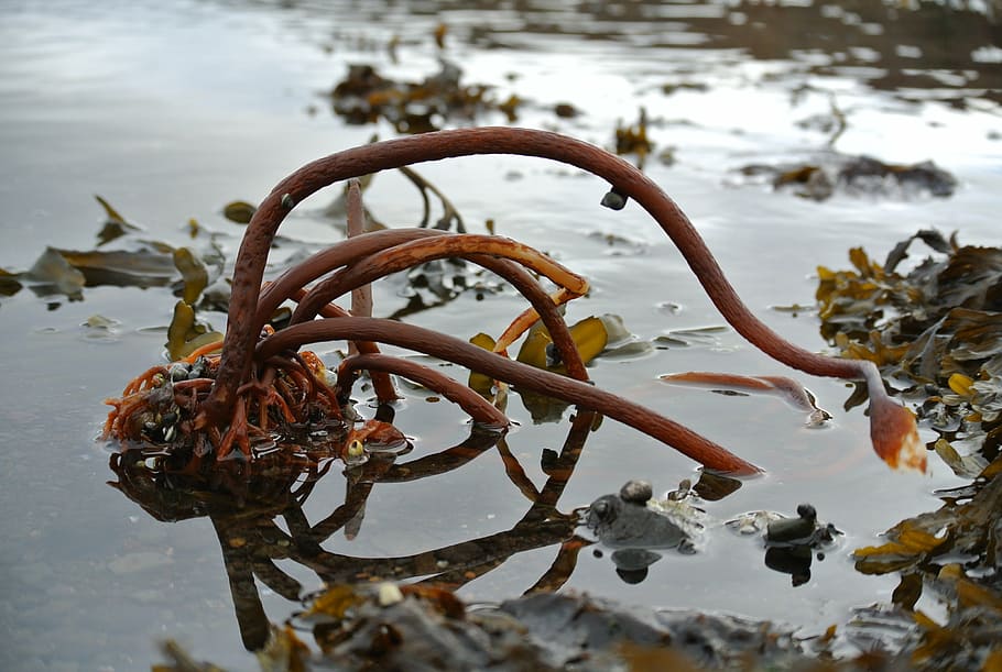 sea, train, algae, iceland, nature, kelp, rusty, winter, no people HD wallpaper