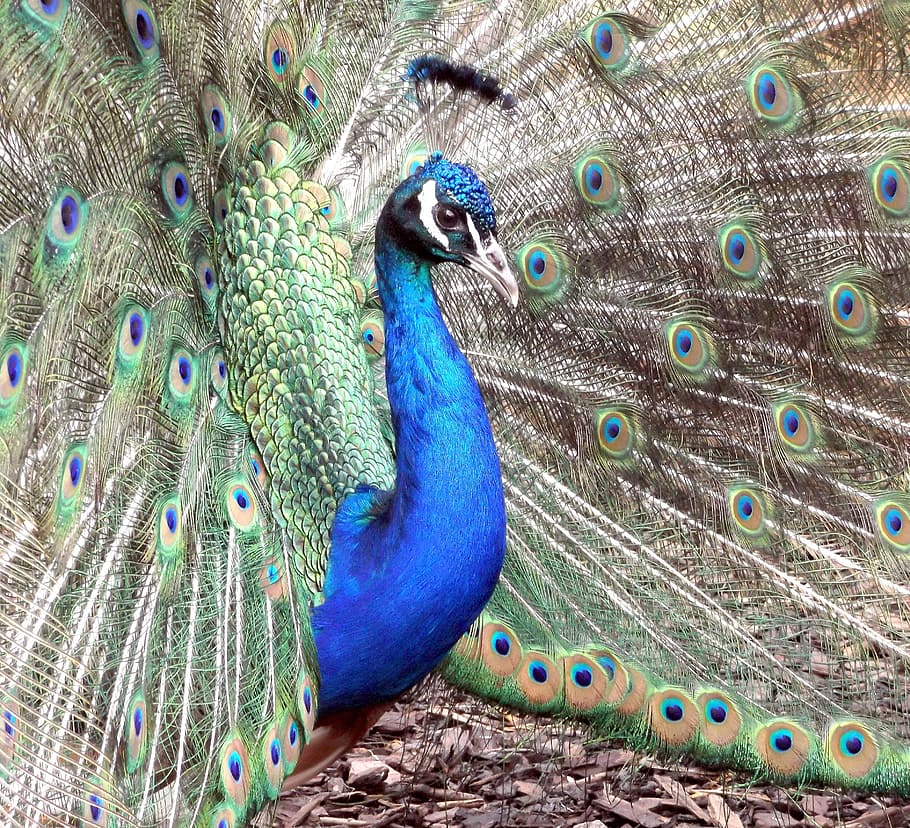 blue, gray, and green peacock, bird, plumage, feather, pattern, HD wallpaper