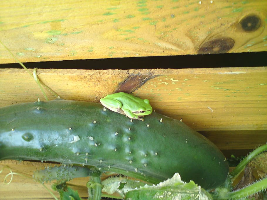 tree frog, cucumber, fence, garden fence, green color, close-up HD wallpaper