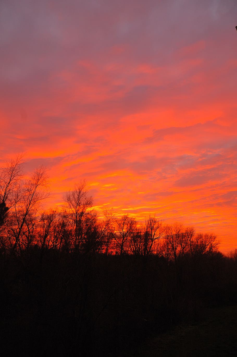 sunset, trees, evening, sky, red, orange, clouds, summer, forest HD wallpaper
