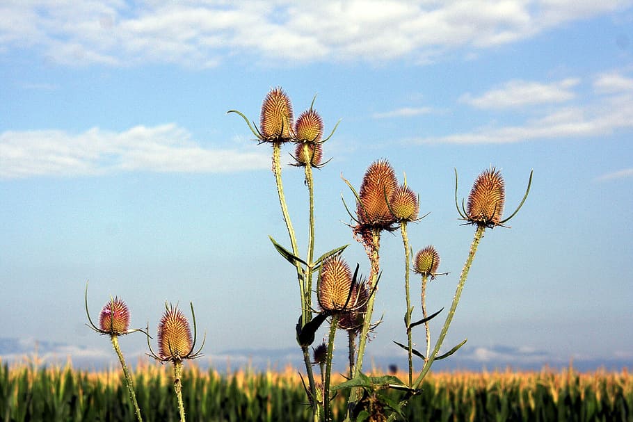 thistles, sky, clouds, nature, summer, corn, field, plant, flower HD wallpaper