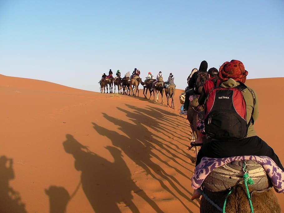 africa, morocco, the sahara desert, caravan, camel, domestic animals, HD wallpaper