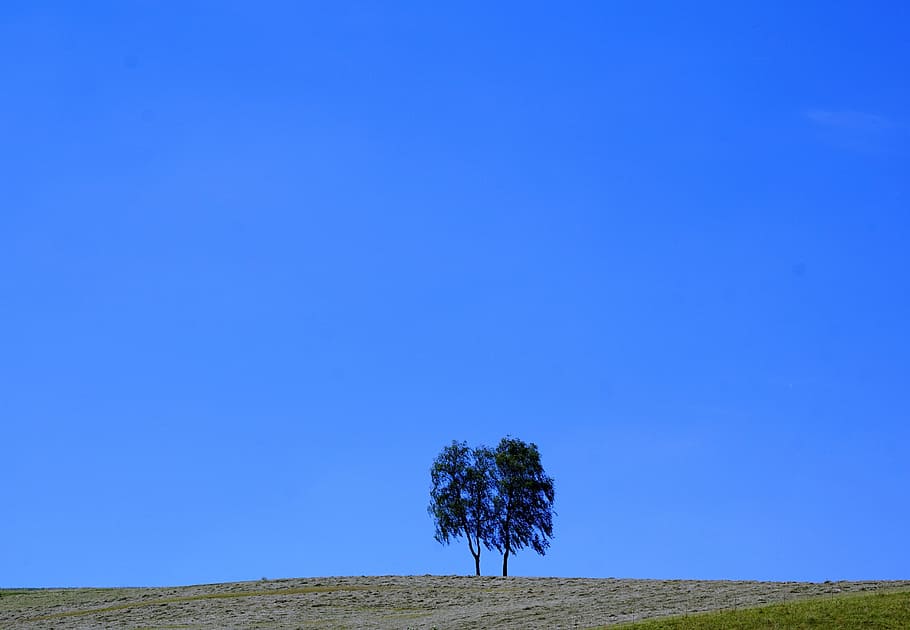 Tree, Meadow, Aldingen, Rest, Nature, landscape, park, forest HD wallpaper