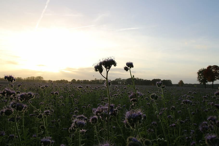 bees, bee friend, field, sunset, autumn, abendstimmung, plant HD wallpaper