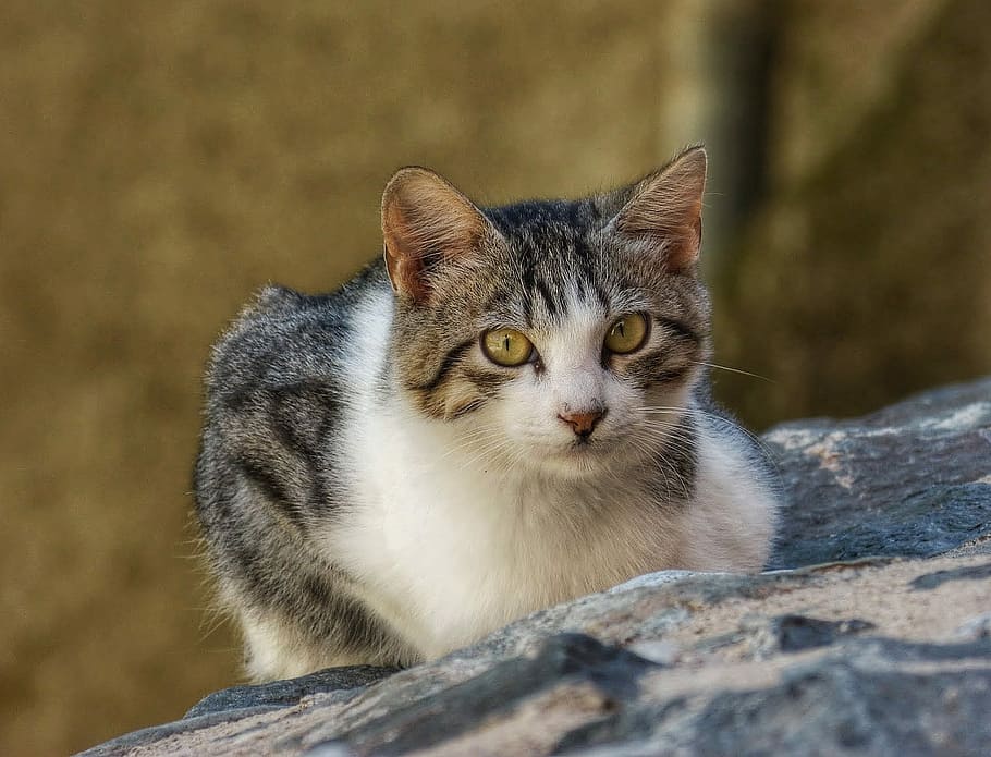 Cat, Stalking, Eyes, Hunter, Pet, Animal, gray cat, domestic cat HD wallpaper