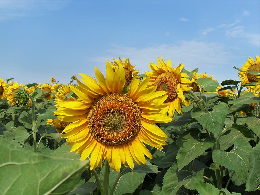 sunflower, field, summer, sky, nature, plant, yellow, agriculture HD wallpaper