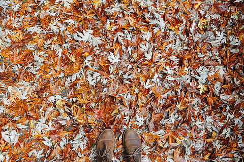 person's brown leather boots on brown maple leaves, flat lay photography of pair of brown leather shoes on top of dried maple leaves HD wallpaper