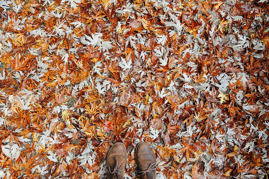 person's brown leather boots on brown maple leaves, flat lay photography of pair of brown leather shoes on top of dried maple leaves HD wallpaper