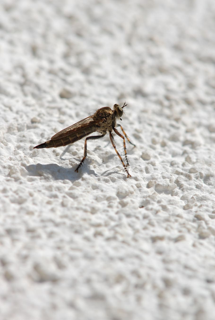 macro, brake, insect, itching, sting, animal themes, one animal HD wallpaper