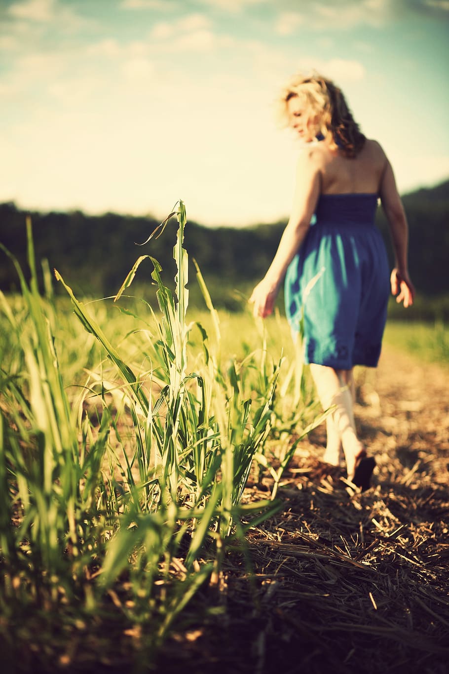 shallow focus of green grass during daytime, nature, outdoors HD wallpaper