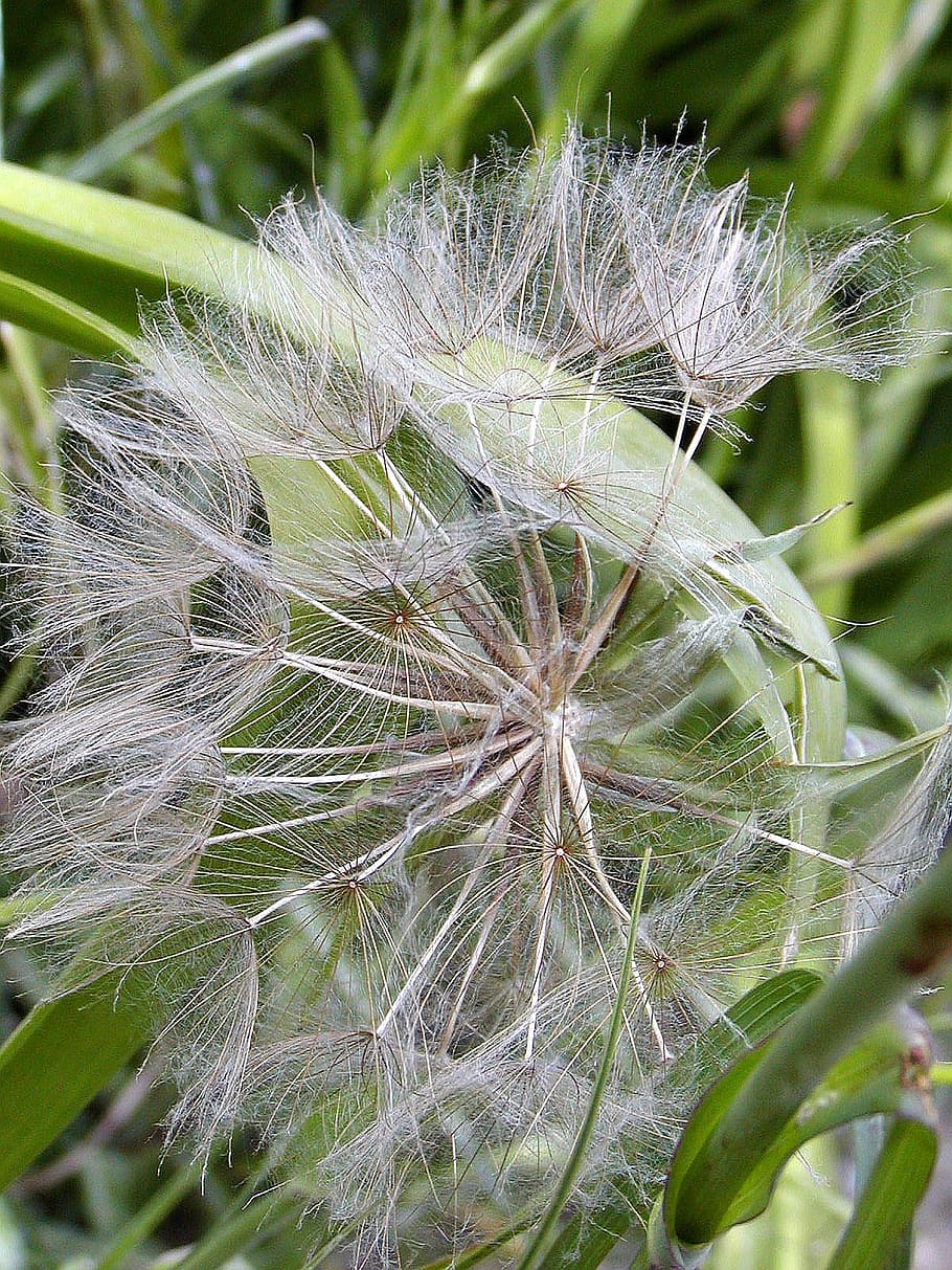 dandelion, fluff, faded, spring, plant, growth, close-up, fragility HD wallpaper