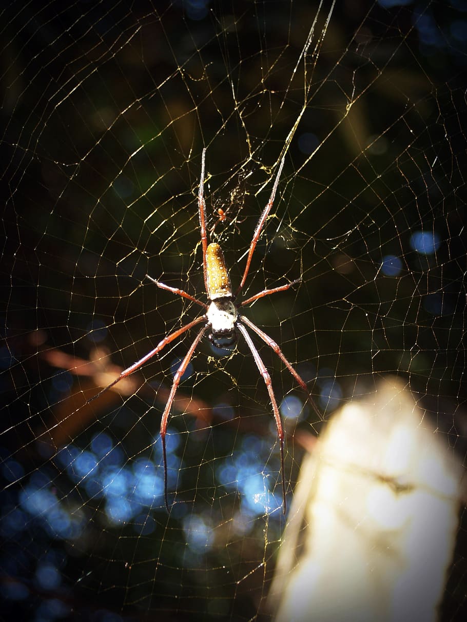 spider, arthropod, closeup, underbrush, tropical, copy, zoology HD wallpaper