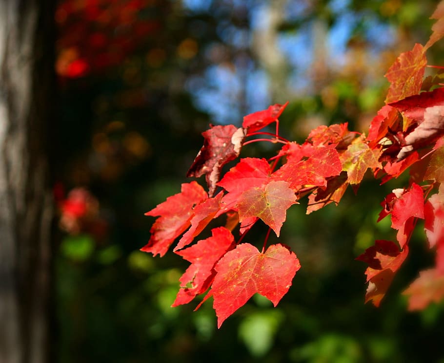 selective focus photography of red leaf, maple leaves, fall, autumn, HD wallpaper