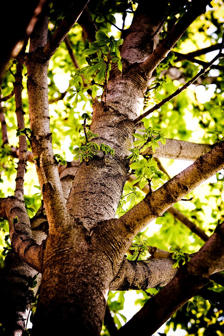 chestnut, tree, trunk, branches, bark, nature, leaves, green HD wallpaper