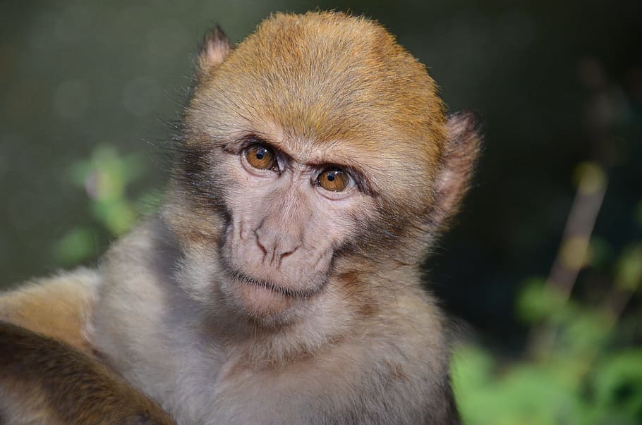 monkey, face, zoo, primate, animal, mammal, portrait, one animal HD wallpaper