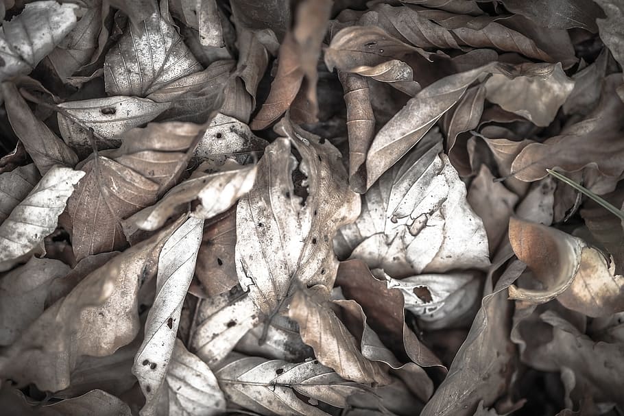 dried, leaves, autumn, full frame, backgrounds, food and drink HD wallpaper