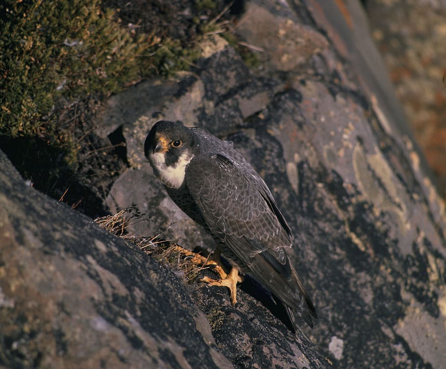falcon, bird, cliff, mountain, nature, outside, macro, close-up HD wallpaper
