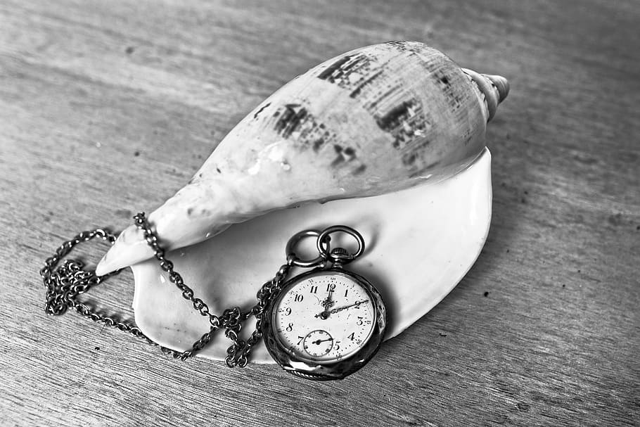 grayscale photography of pocket watch beside conch shell, hour HD wallpaper