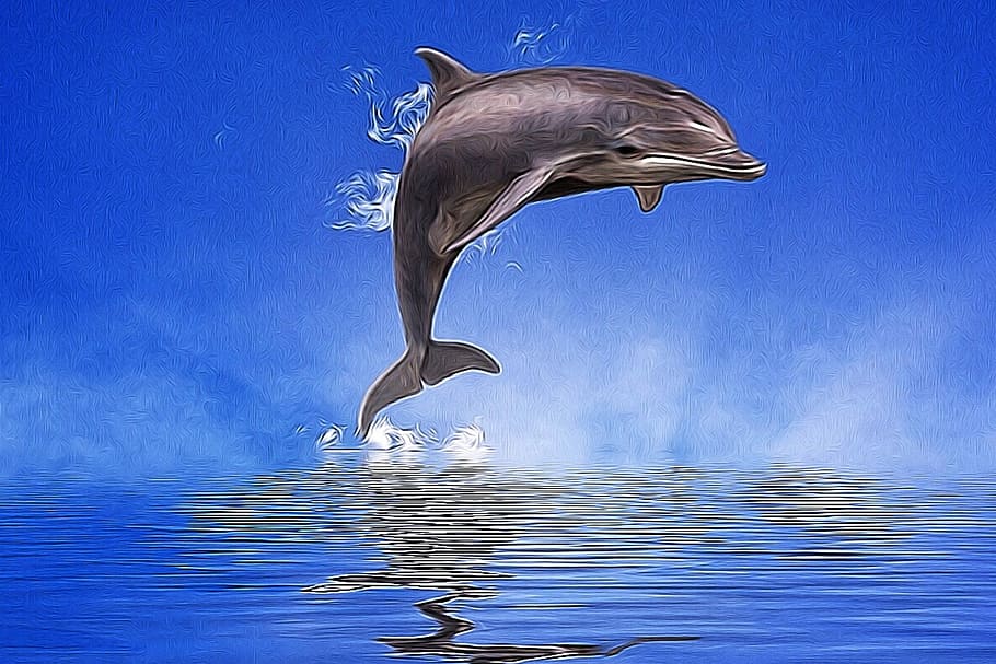 Dolphin, Water, Mirroring, blue, animals in the wild, animal wildlife HD wallpaper