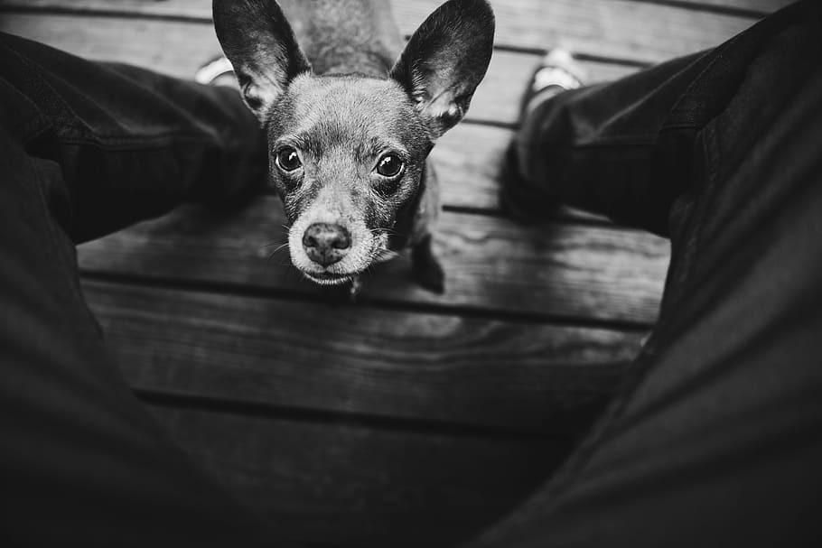 grayscale photo of short-coated dog on brown surface, grayscale photo of puppy standing in front of person wearing pants
