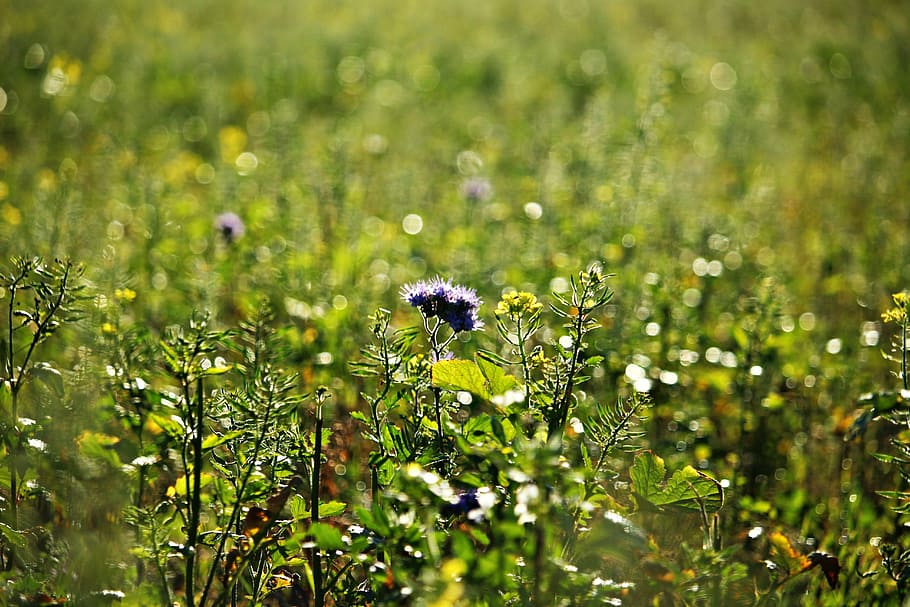 bees, phacelia, field, meadow, farmland fruit, bee friend, beekeeper plant HD wallpaper