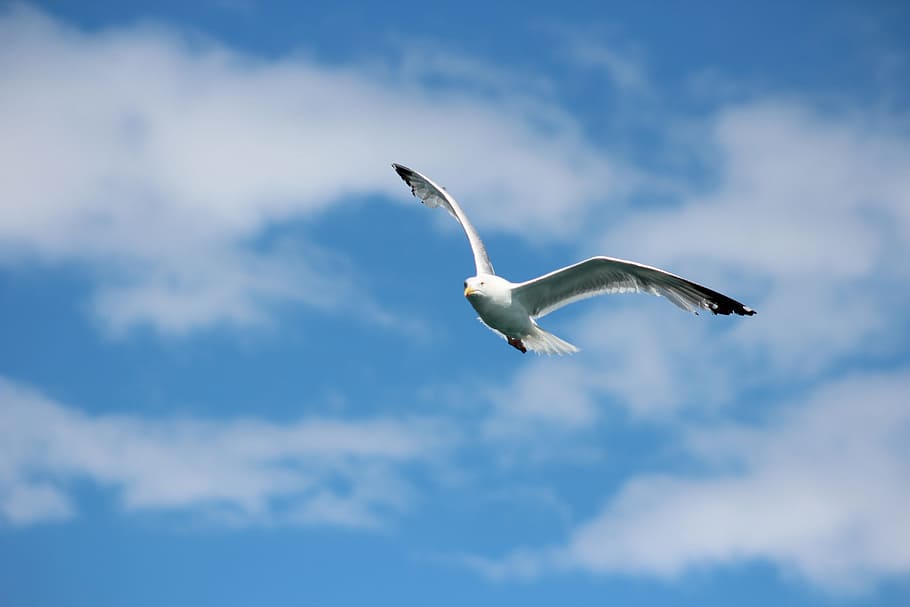 sky, nature, bird, flight, outdoors, flying, animal wildlife HD wallpaper