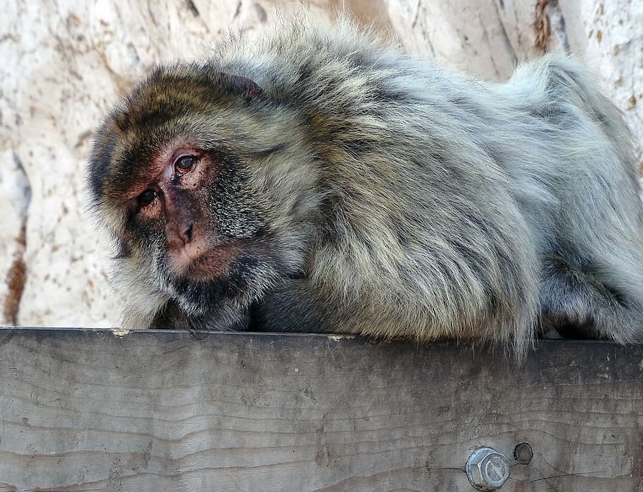 barbary macaque, gibraltar, animal, mediterranean, tourism, HD wallpaper