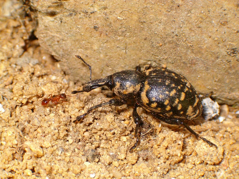 beetle, ant, animals, insect, nature, animal themes, animal wildlife HD wallpaper