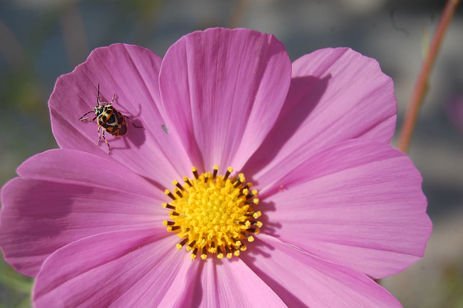 flower, spring, spring flowers, flowering plant, petal, fragility HD wallpaper