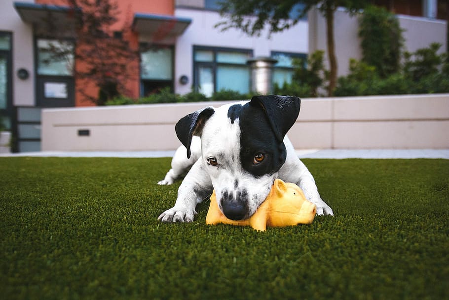 white and black American pitbull terrier bit a yellow pig toy lying on grass outdoor during daytime, adult white and black Jack Russell terrier biting yellow pig toy laying down on grass lawn, HD wallpaper