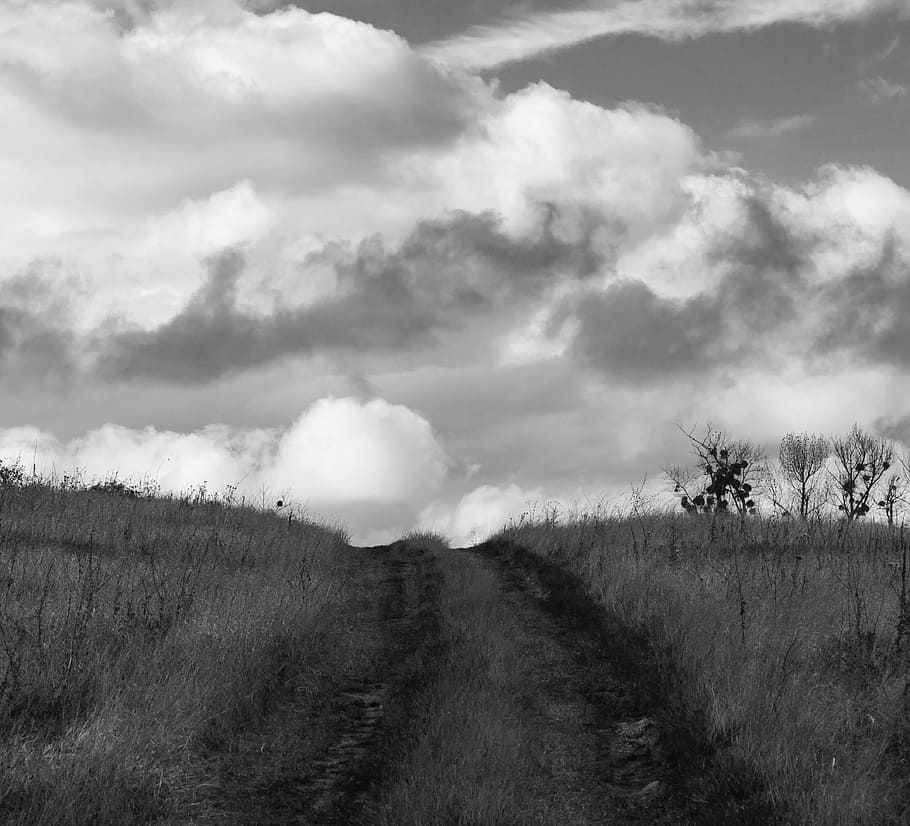 sky, clouds, nature, evening sky, cumulus, day, plant, cloud - sky HD wallpaper